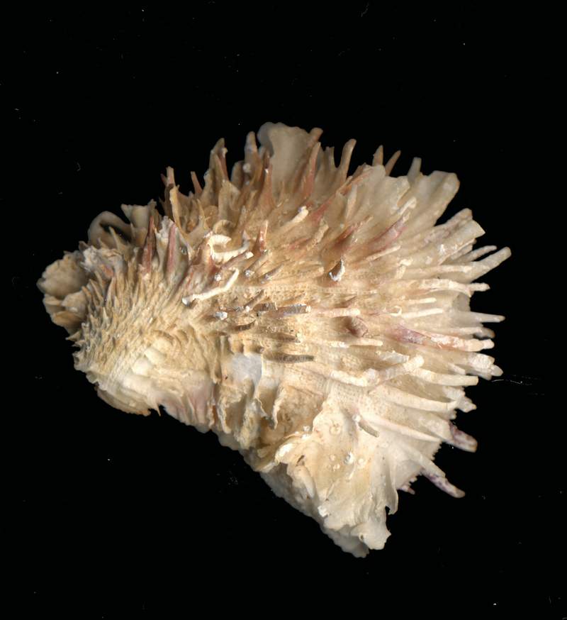 Spondylus spinosus